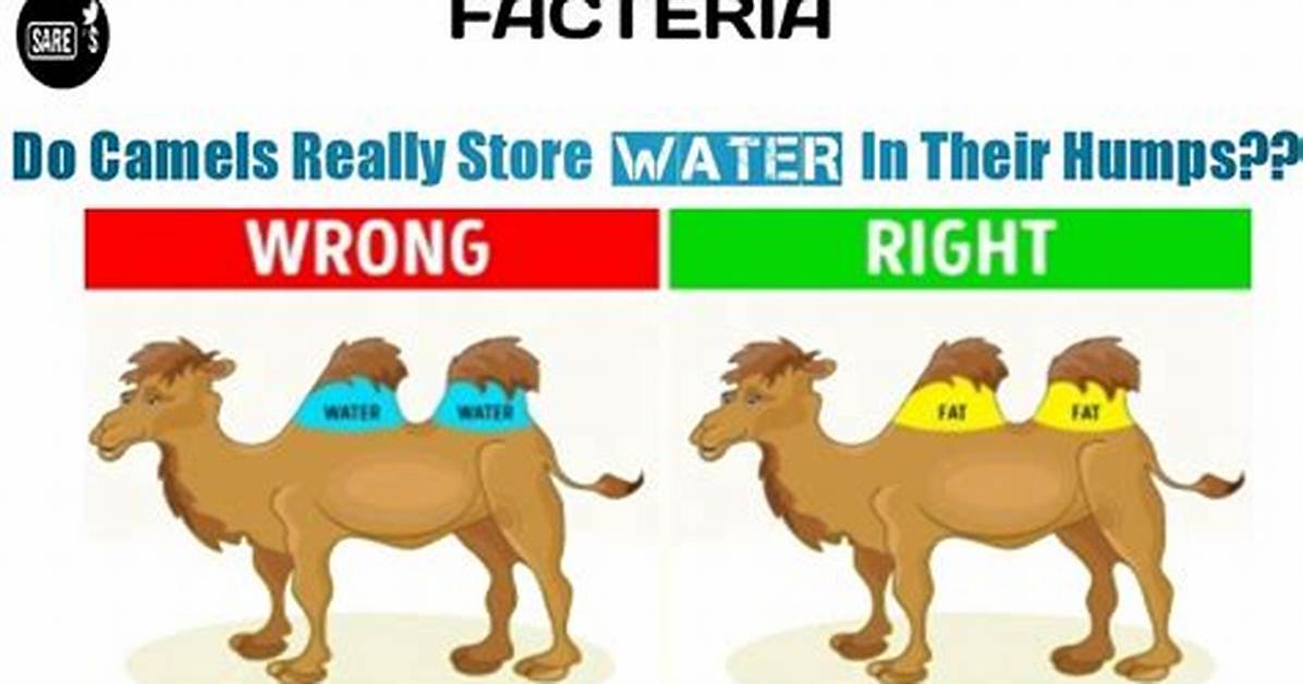 Does Camel Humps Store Water?