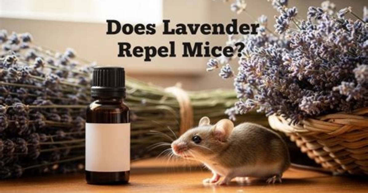Does Camphor Repel Mice