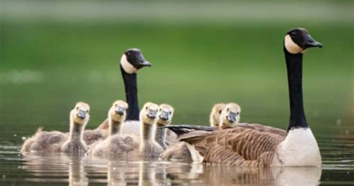 Does Canada Goose Kill Animals?