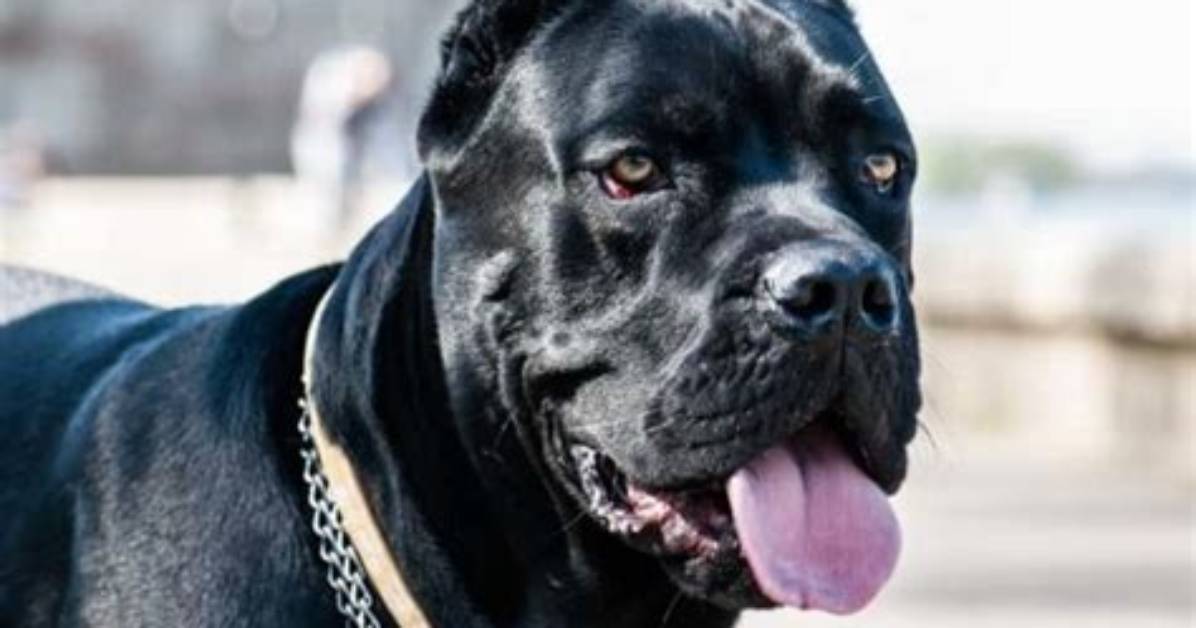 Does Cane Corso Have Lock Jaw?