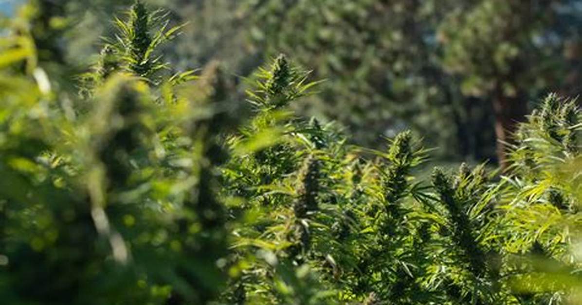 Does Cannabinoids Have Hemp?