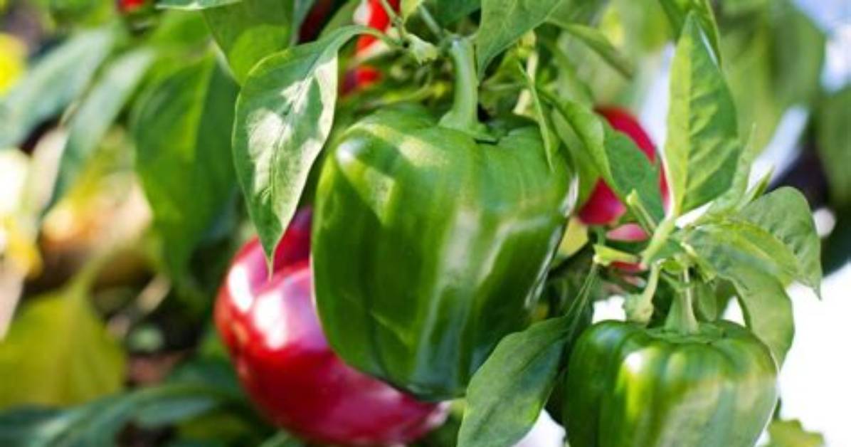 Does Capsicum Need Full Sun?