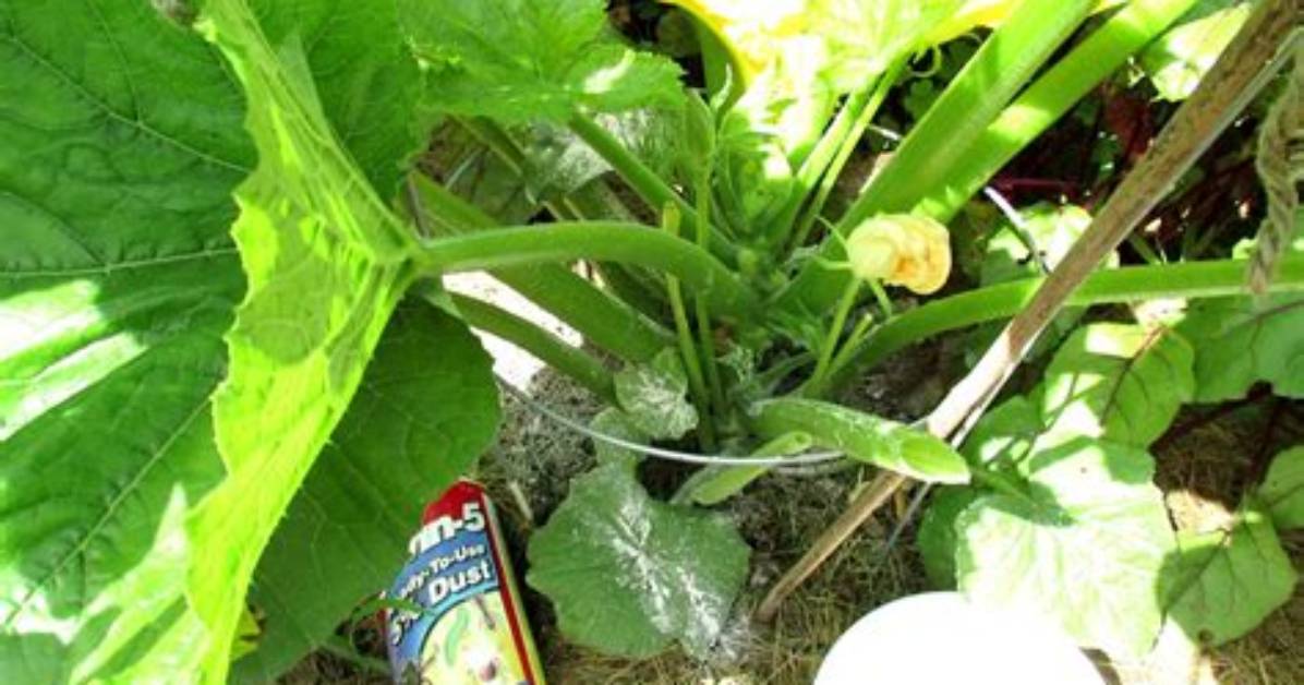 Does Carbaryl Kill Grasshoppers?