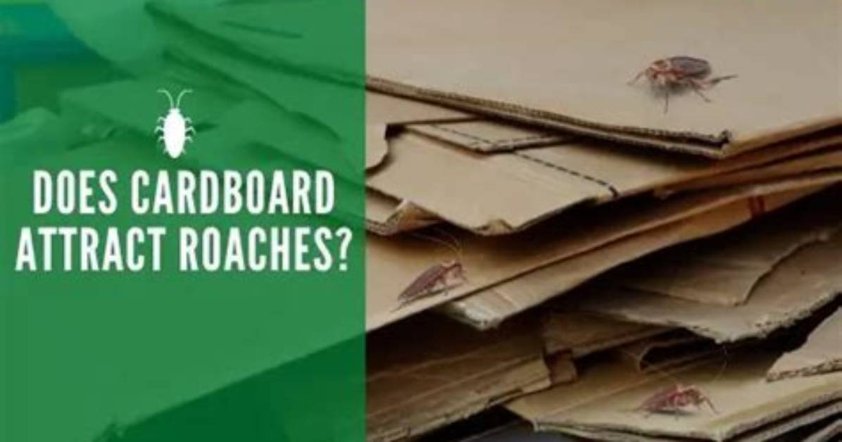 Does Cardboard Boxes Attract Roaches?