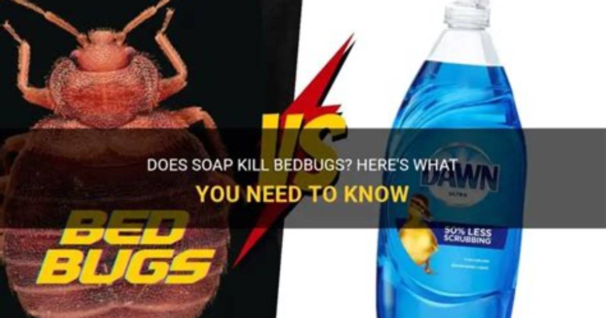 Does Castile Soap Kill Bugs?