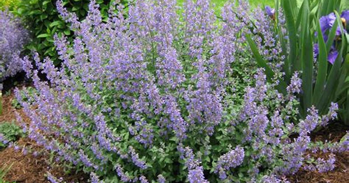 Does Catmint Flower All Summer?