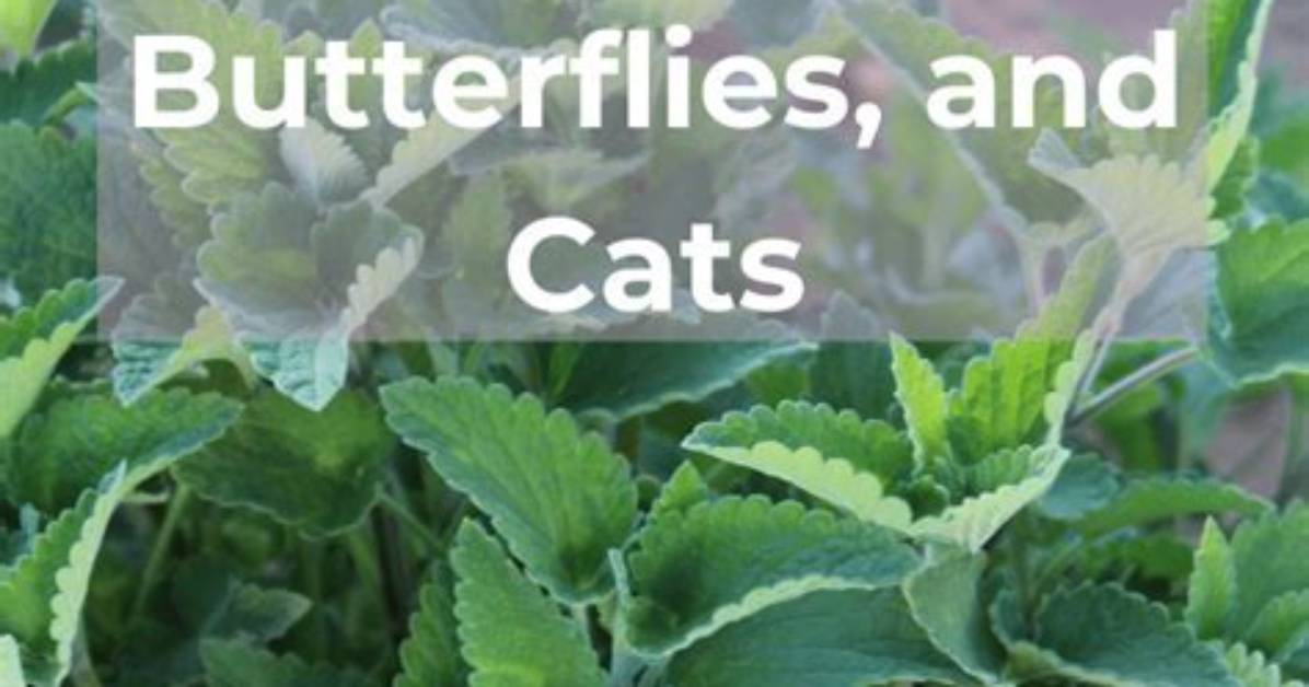 Does Catnip Repel Mosquitoes?