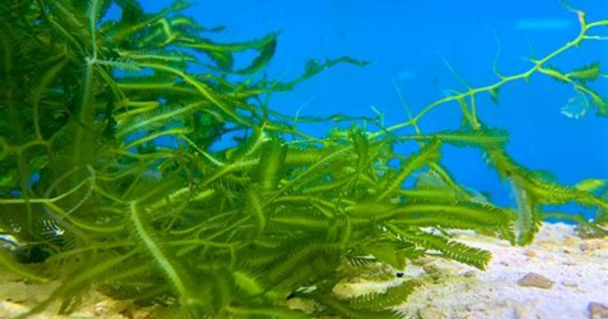 Does Caulerpa Need Light?