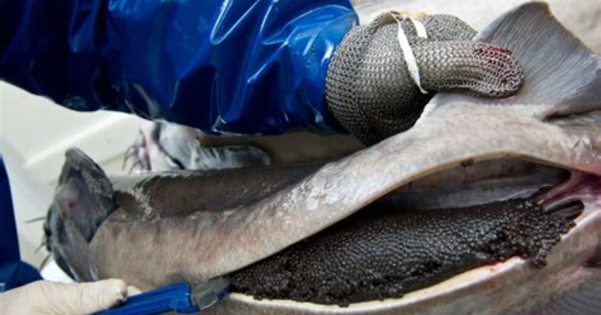 Does Caviar Come from Whales