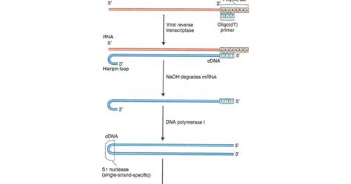 Does cDNA Have Introns