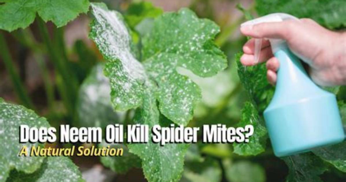Does Cedar Repel Spider Mites