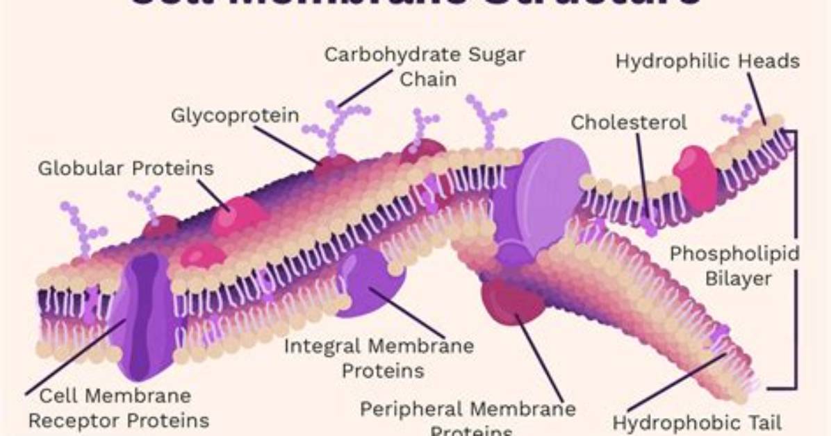 Does Cell Membrane Have Monolayer?