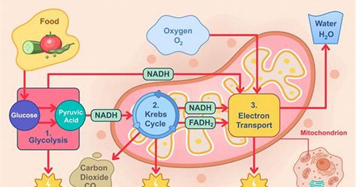 Does Cellular Respiration Require Water?