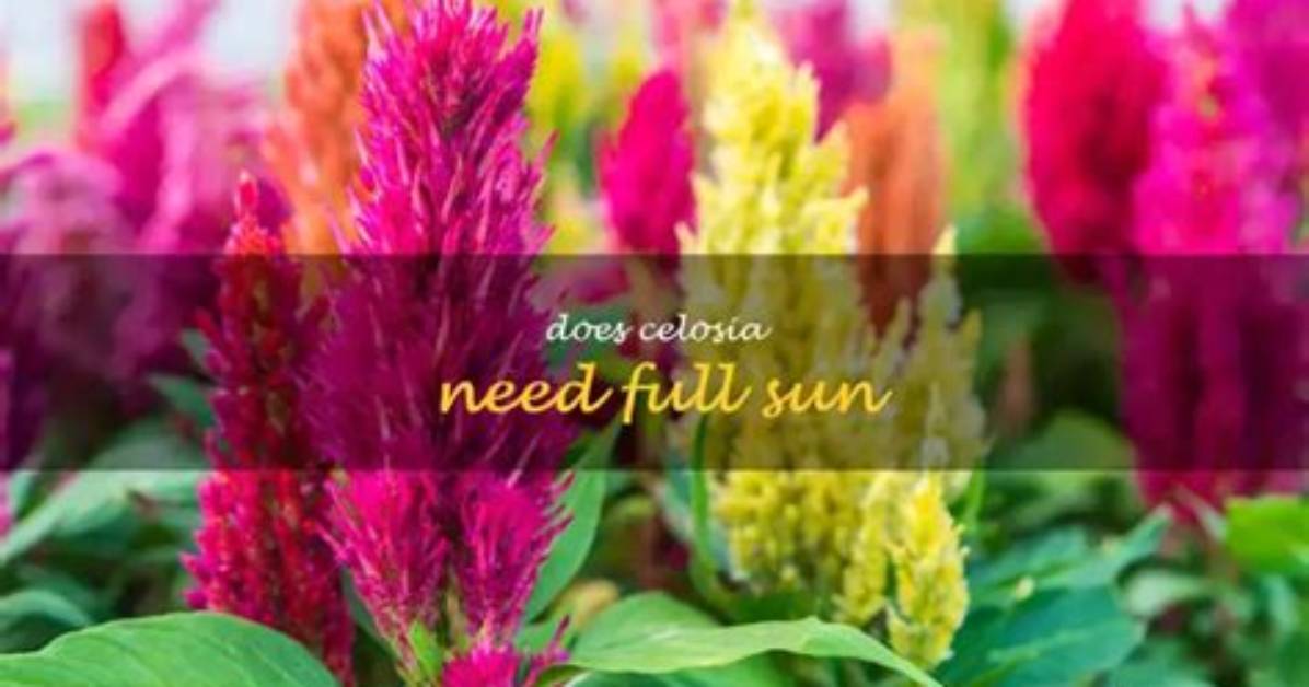 Does Celosia Need Sun