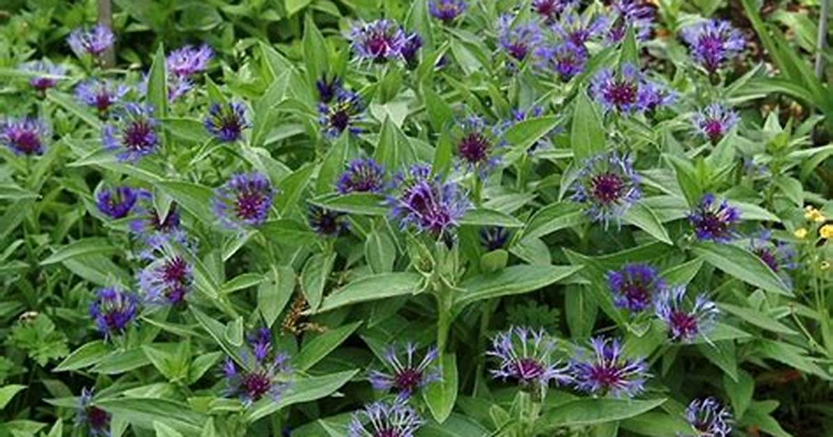 Does Centaurea Montana Spread?
