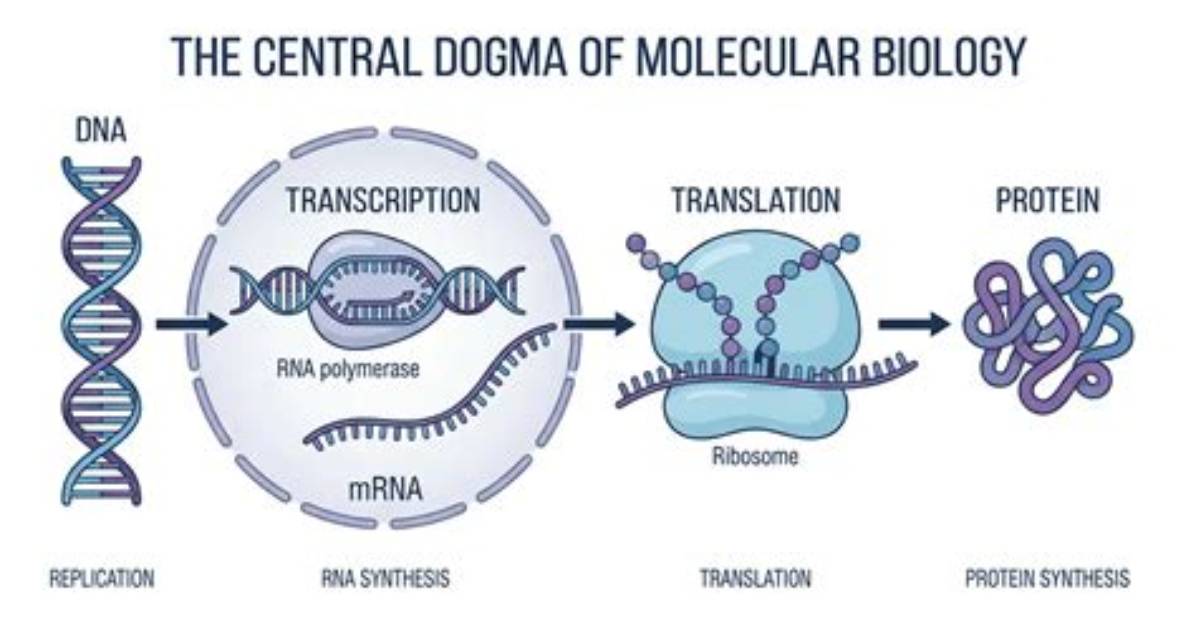 Does Central Dogma Stand Still?