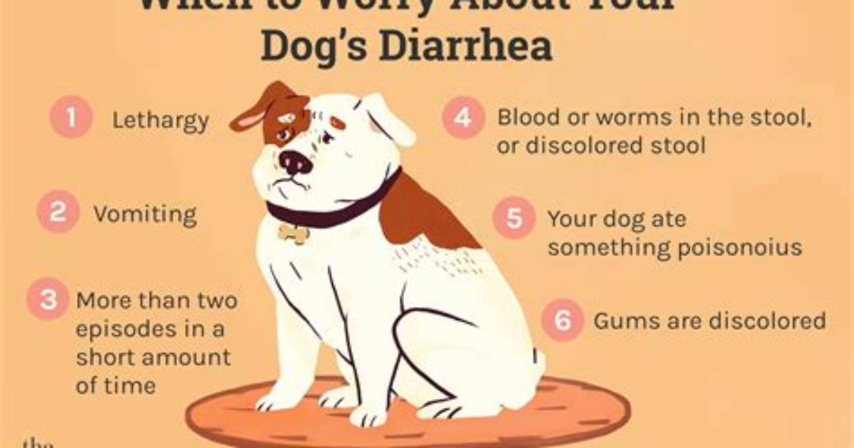 Does Cheese Help Dog Diarrhea