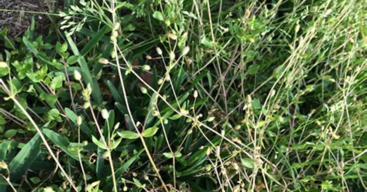 Does Chickweed Kill Grass?