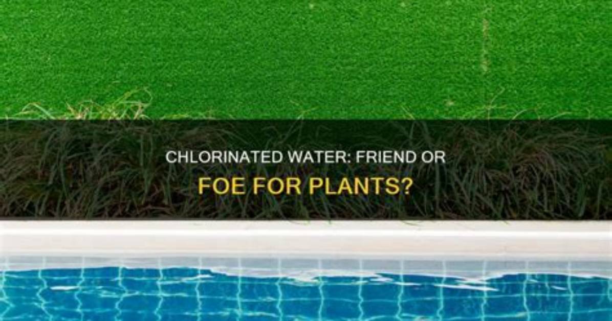 Does Chlorinated Water Kill Plants?