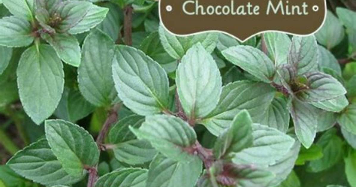 Does Chocolate Mint Flower?