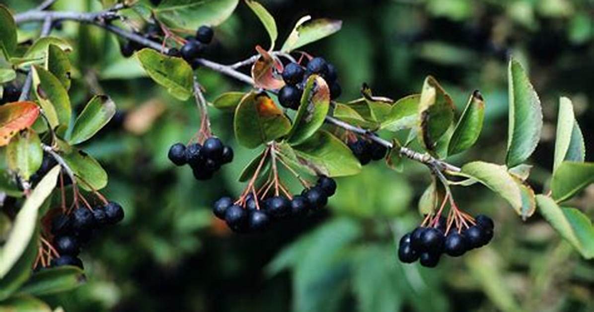 Does Chokeberry Have Thorns?