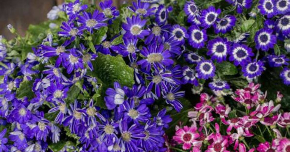 Does Cineraria Grow in Shade?