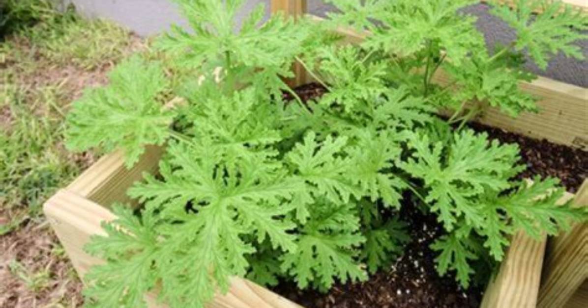 Does Citronella Burn Skin