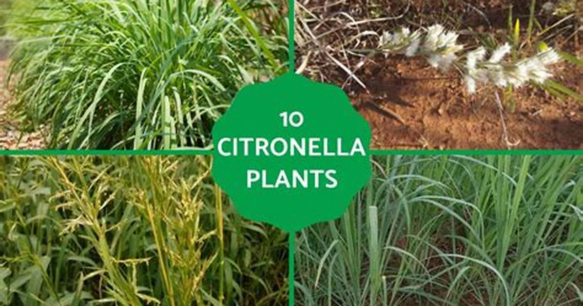 Does Citronella Smell Nice?