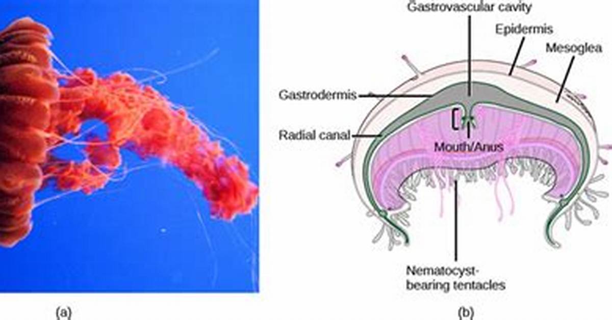 Does Class Anthozoa Have a Medusa Form?