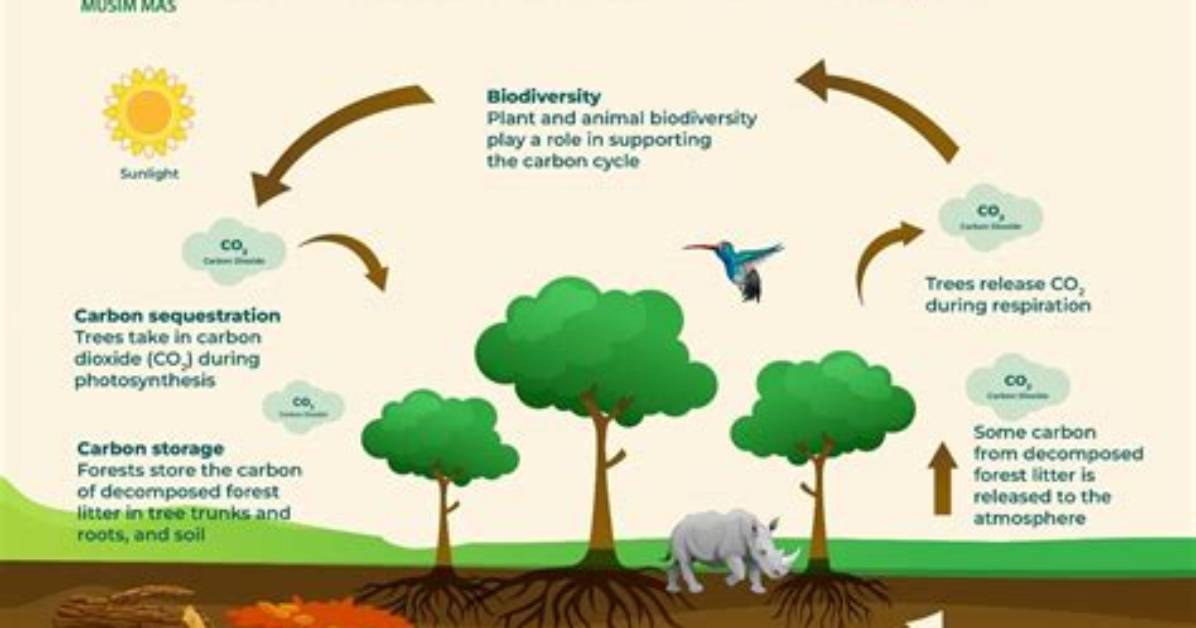 Does Clear Cutting Increase Biodiversity?