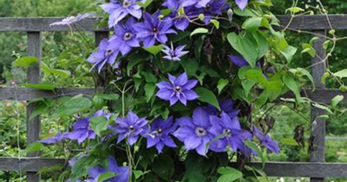 Does Clematis Climb Lattice