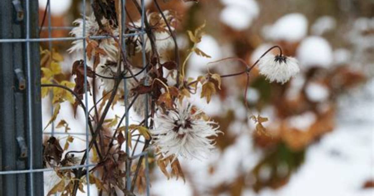 Does Clematis Die Back in Winter?