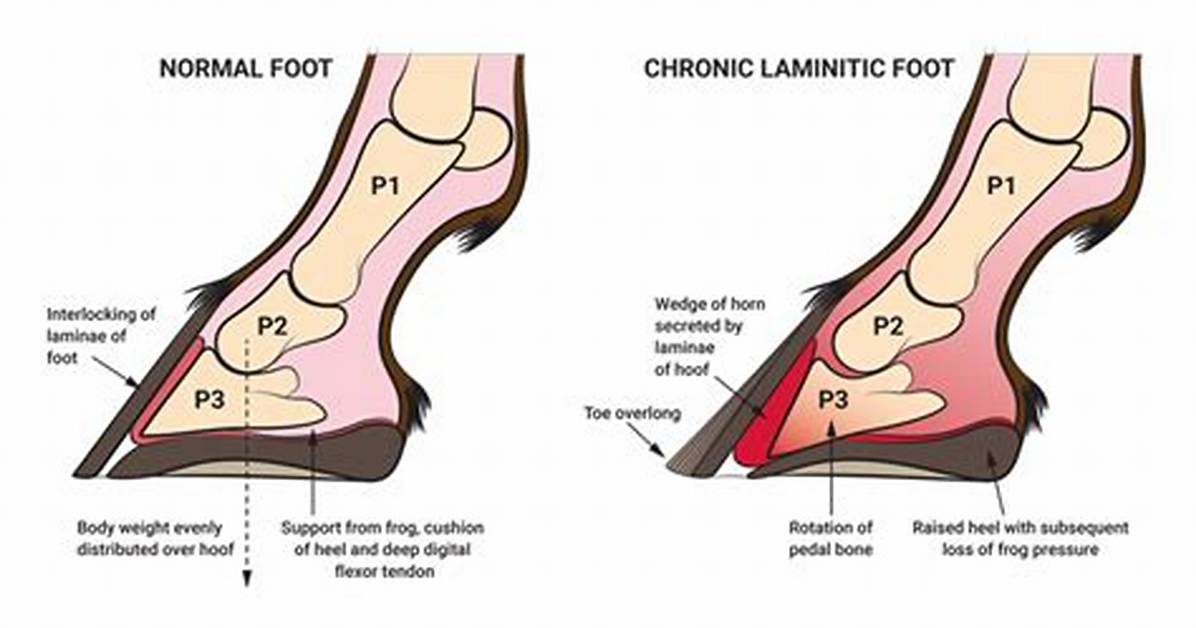 Does Clover Cause Laminitis?