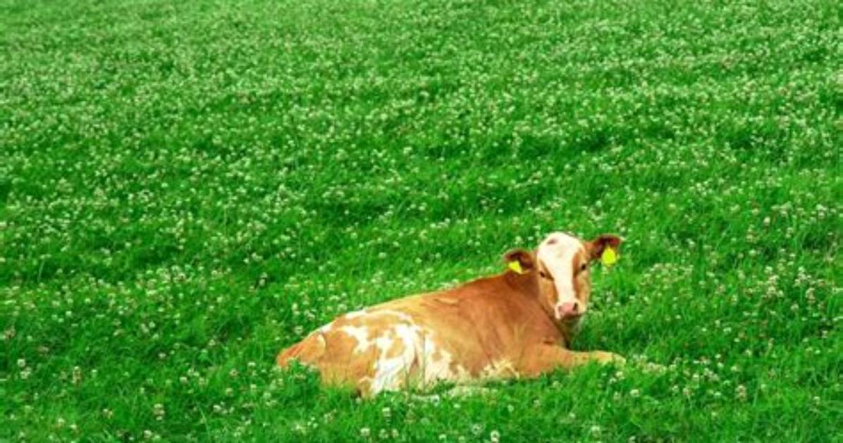Does Clover Make Cows Sick?