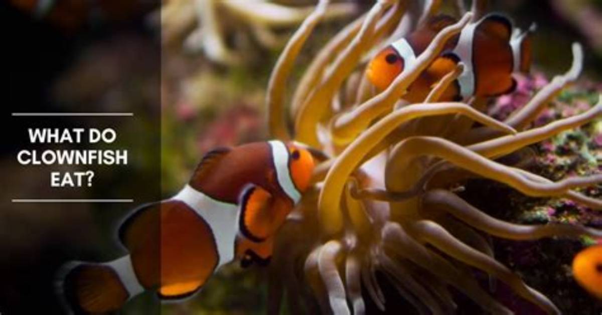 Does Clownfish Eat Copepods?
