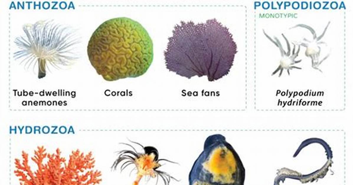 Does Cnidarians Have Backbone?