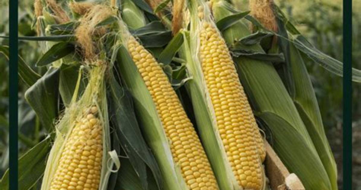 Does Cob Wash Away