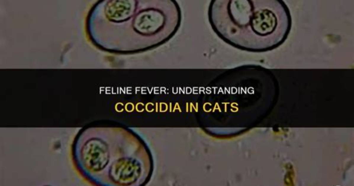 Does Coccidia Cause Fever?