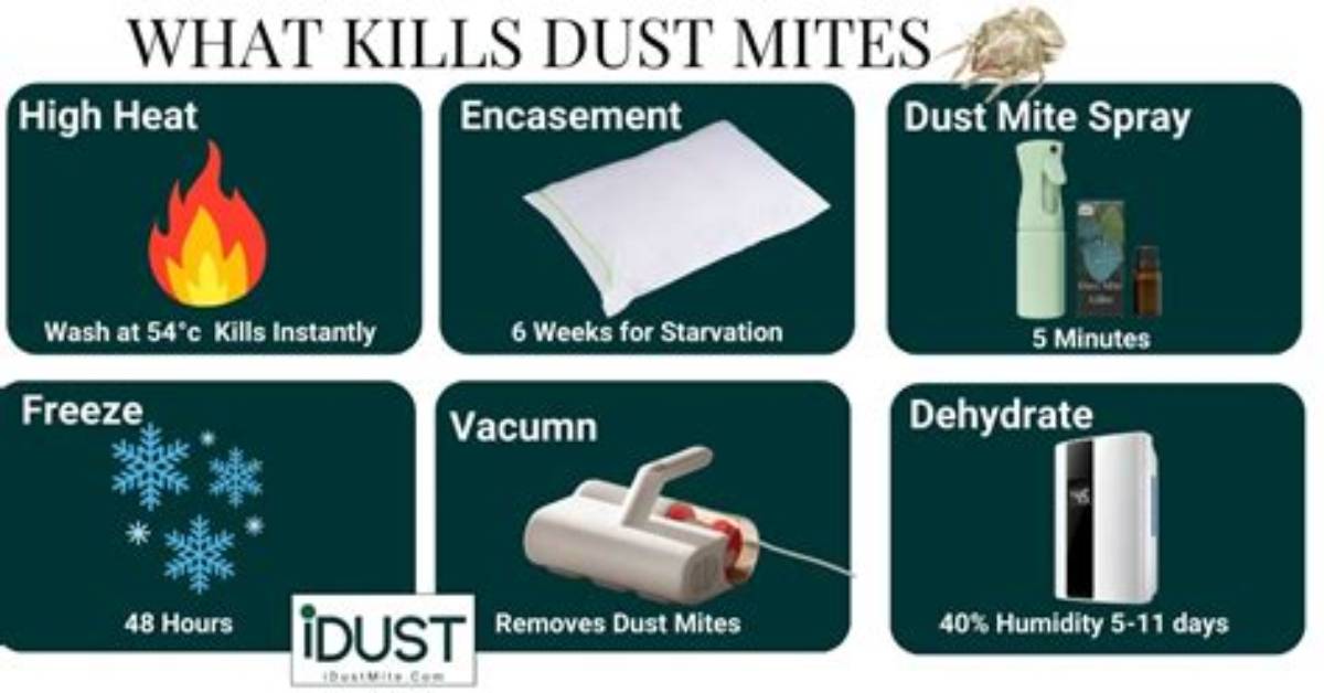 Does Cold Water Kill Dust Mites
