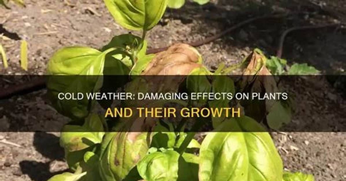 Does Cold Weather Kill Plants