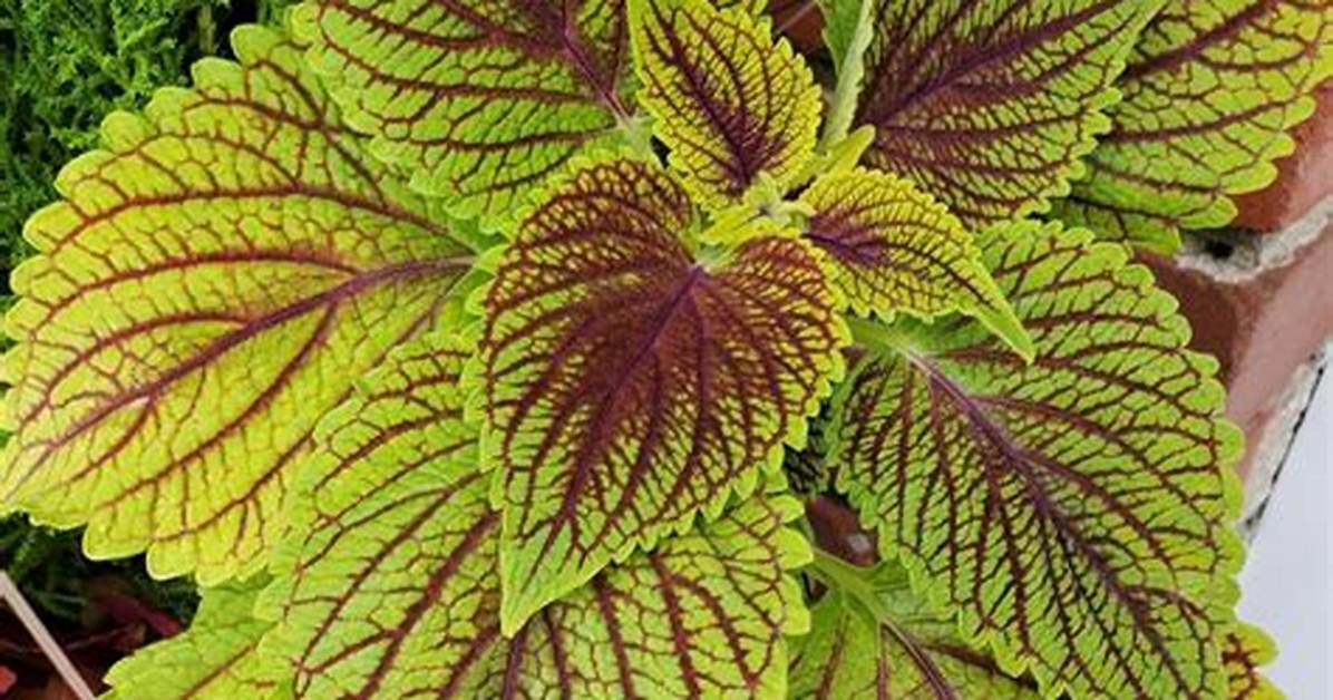 Does Coleus Like Sun?