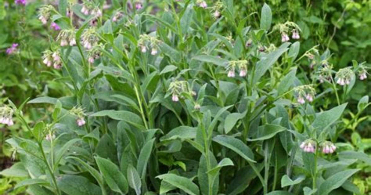 Does Comfrey Grow in Shade?
