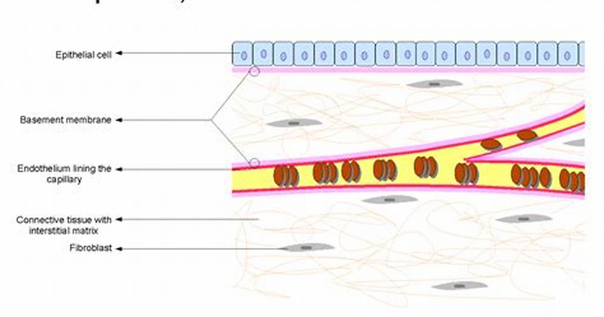 Does Connective Tissue Have Intercellular Space