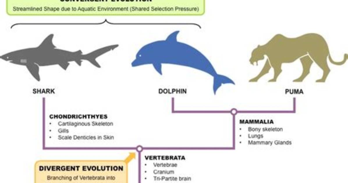 Does Convergent Evolution Have a Common Ancestor?