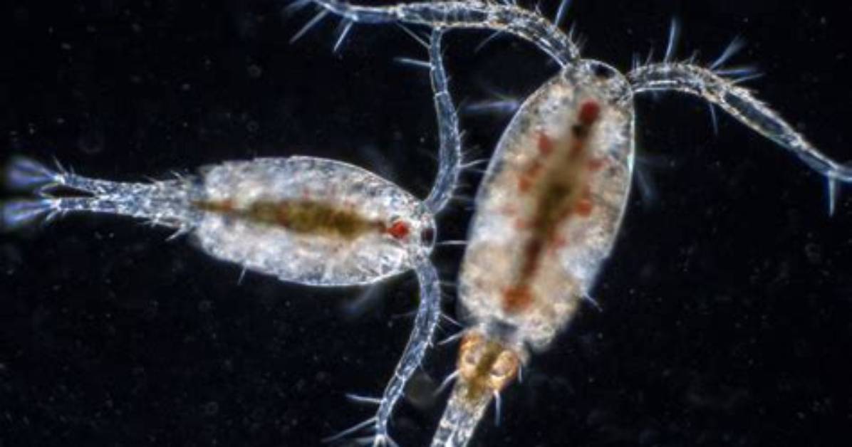 Does Copepods Eat Amphipods?