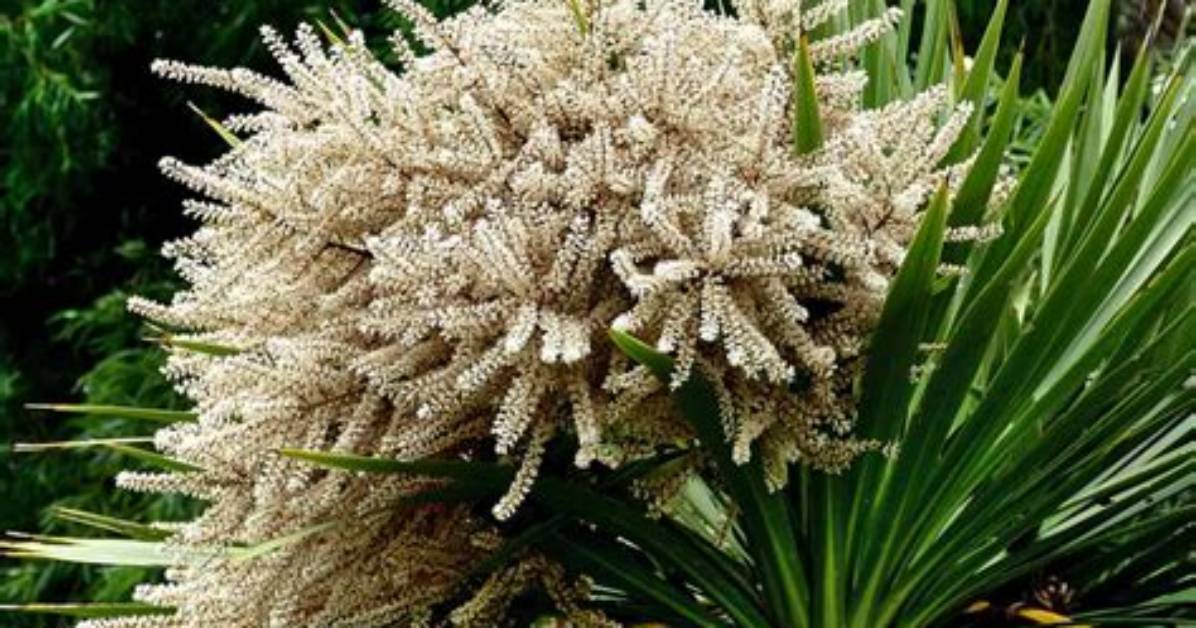 Does Cordyline Australis Flower