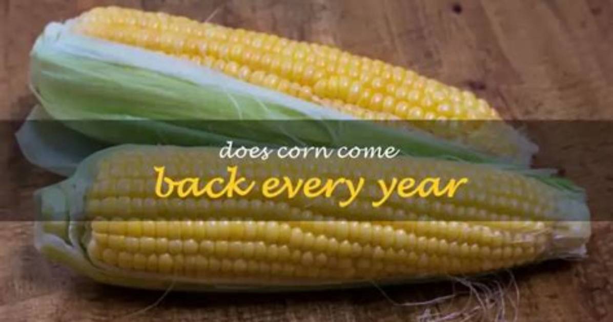 Does Corn Regrow Every Year