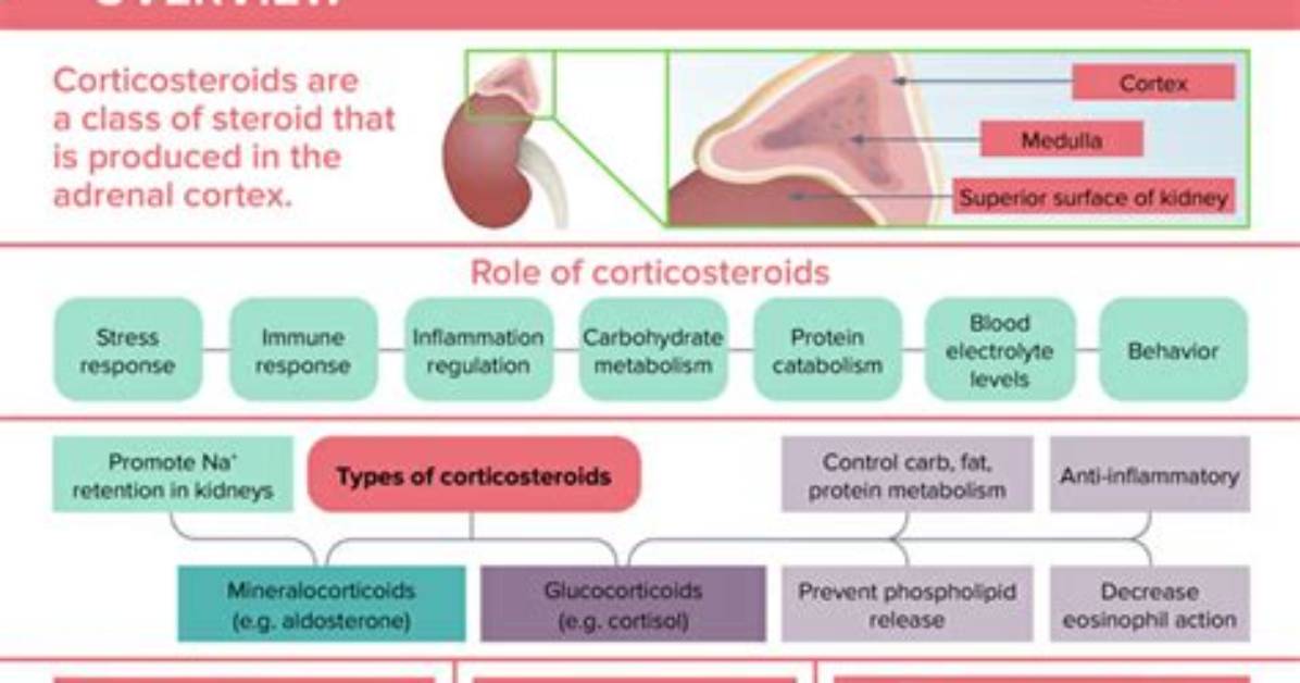 Does Corticosteroids Build Muscle?