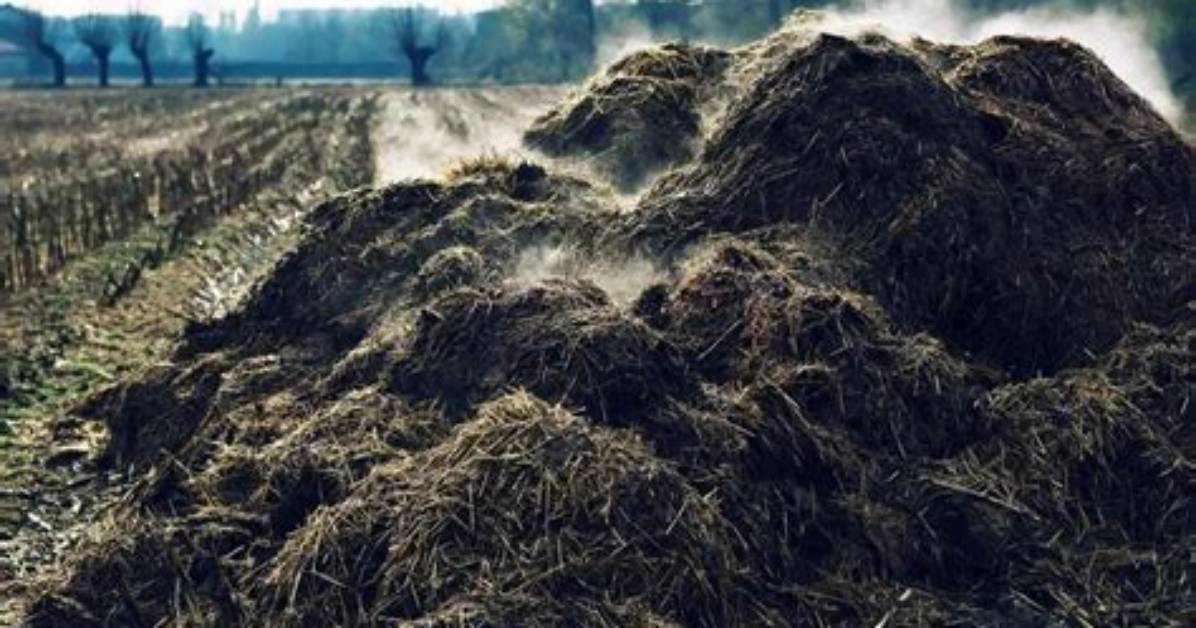 Does Cow Manure Burn