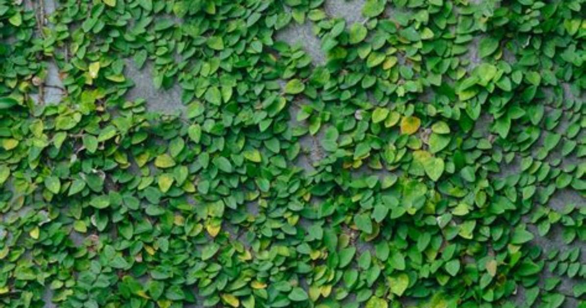 Does Creeping Fig Bloom